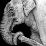 elephant_new