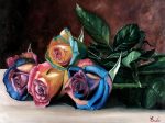 Rainbow Roses